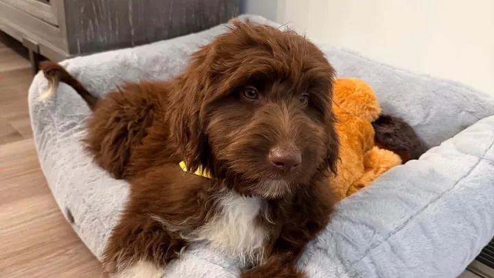 Família faz campanha para custear cirurgia de Cookie após incidente com outro cão
